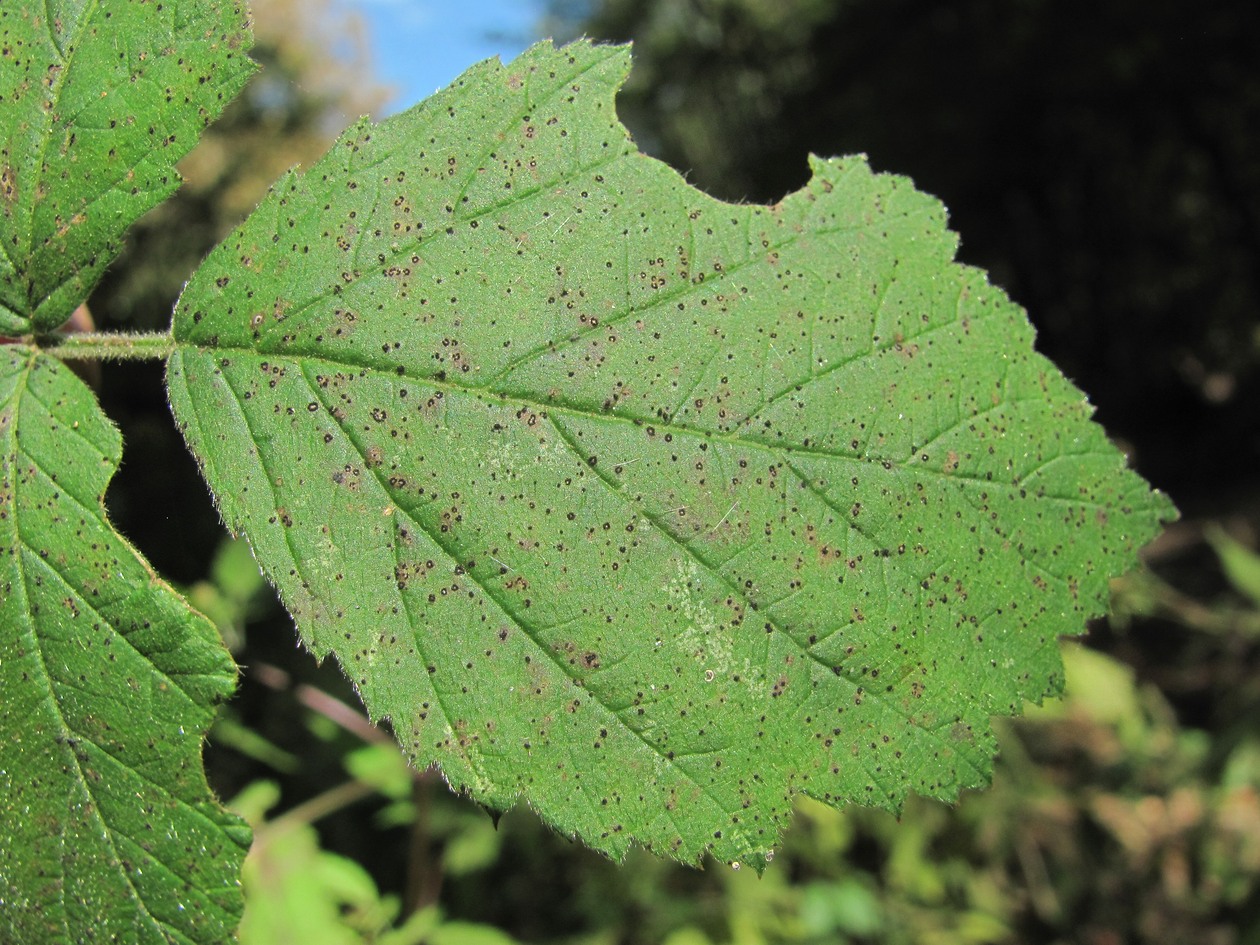 Изображение особи Rubus caesius.