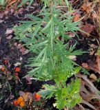 Artemisia vulgaris