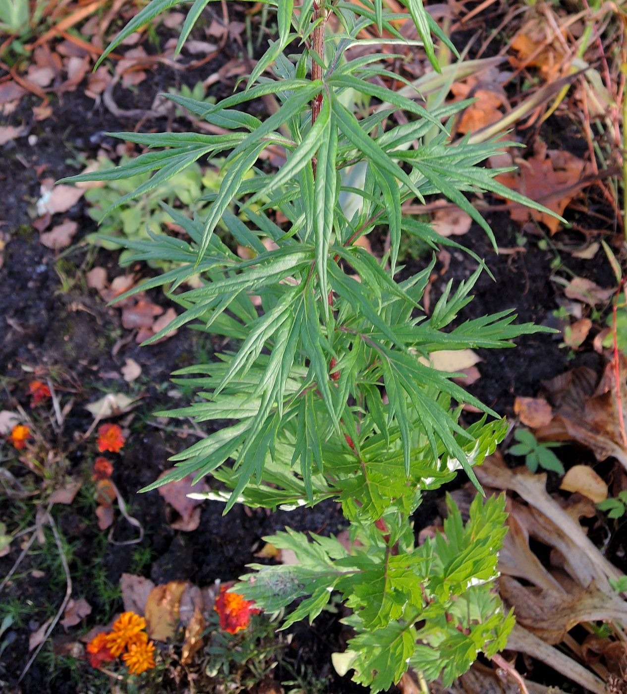 Изображение особи Artemisia vulgaris.