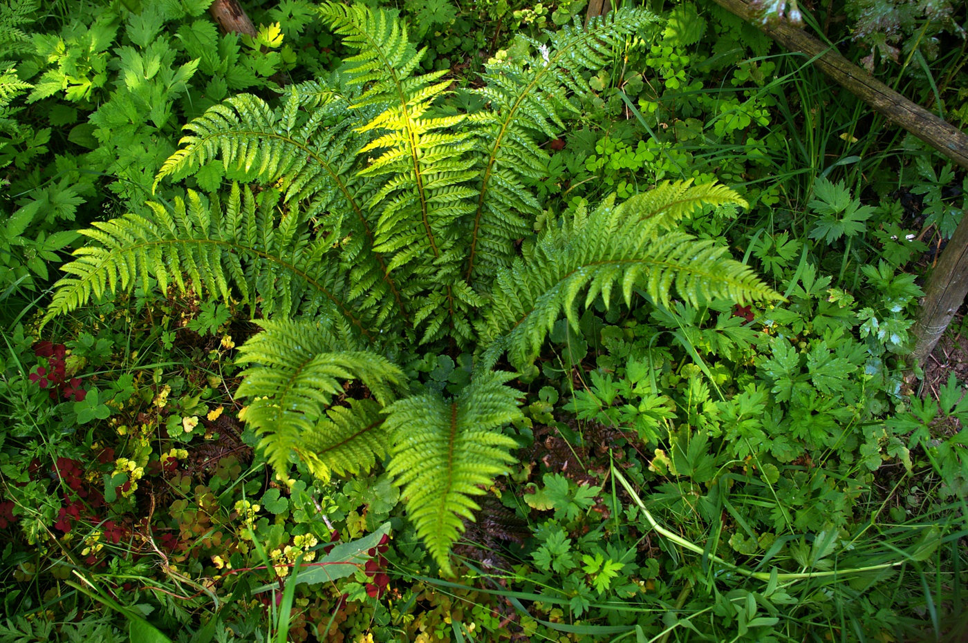 Image of Polystichum aculeatum specimen.