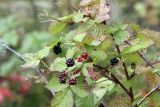 Rubus nessensis. Ветвь плодоносящего растения. Карельский перешеек, окр. Сертолово. 20.09.2008.