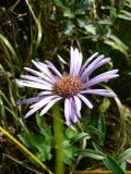 Aster maackii