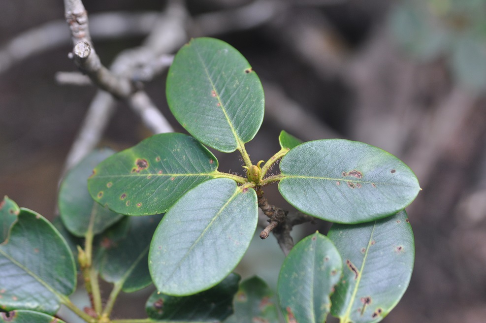 Image of genus Rhododendron specimen.