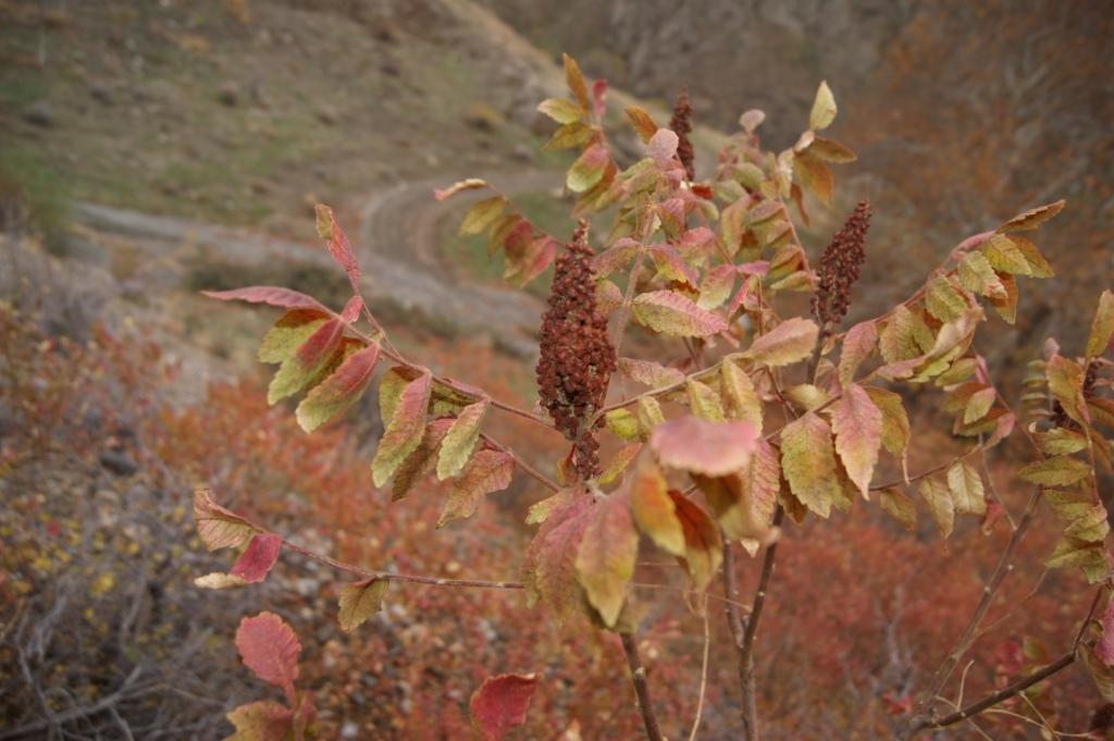 Изображение особи Rhus coriaria.