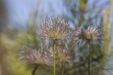 Pulsatilla patens