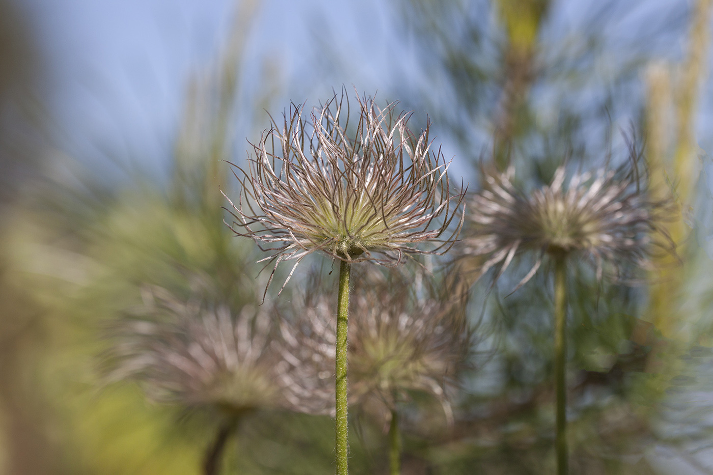 Изображение особи Pulsatilla patens.