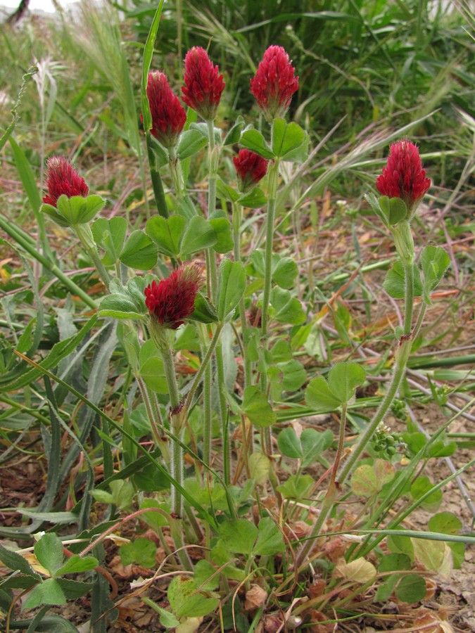 Изображение особи Trifolium incarnatum.