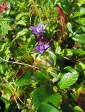 Gentianella auriculata
