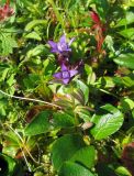 Gentianella auriculata