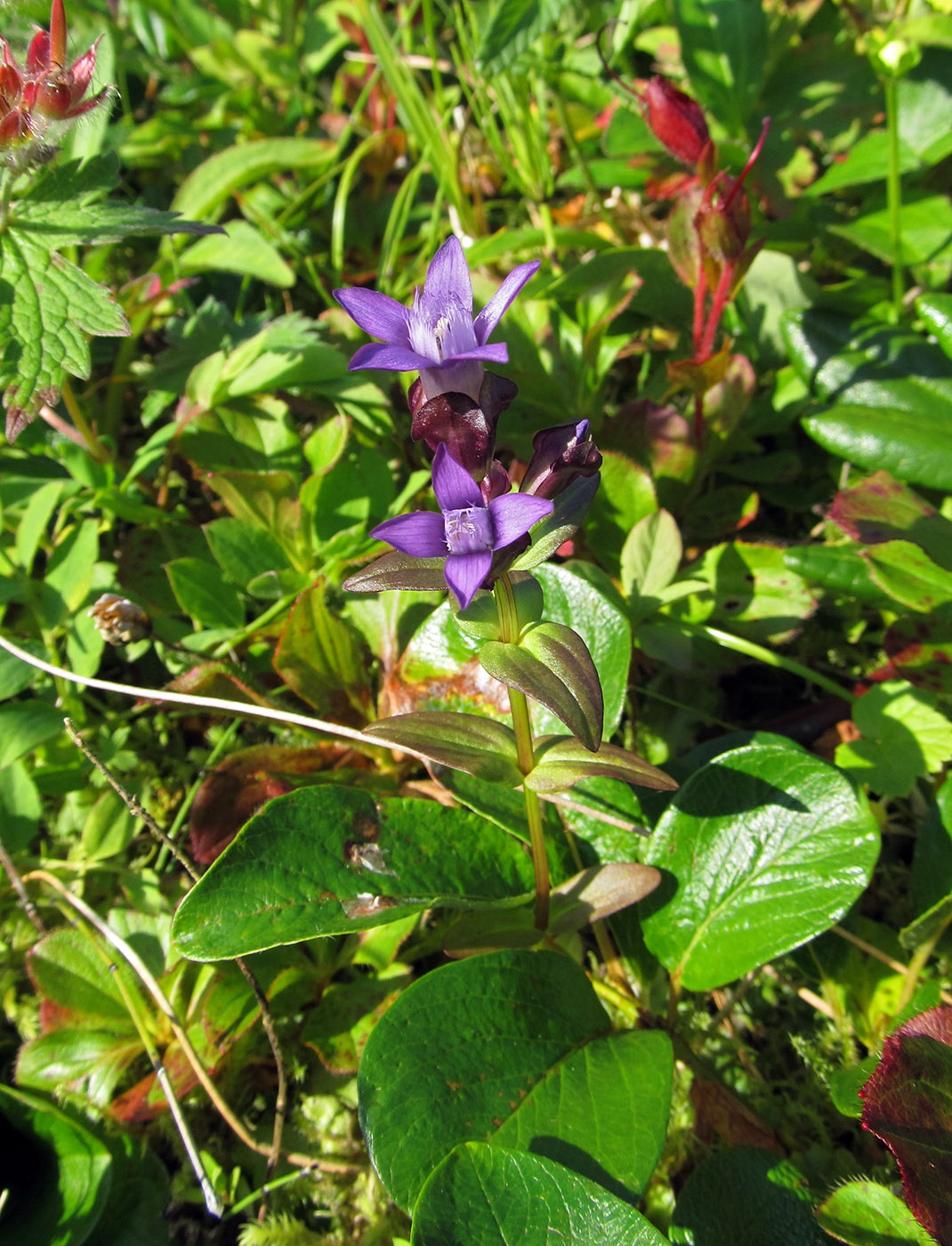 Image of Gentianella auriculata specimen.