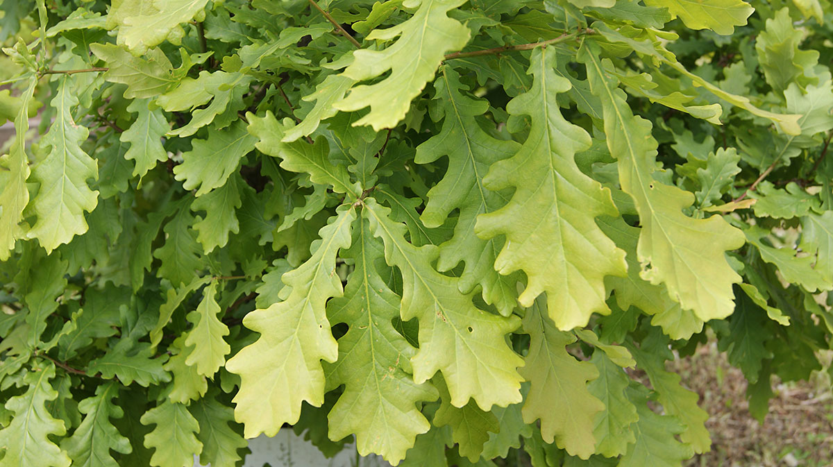 Image of Quercus robur specimen.