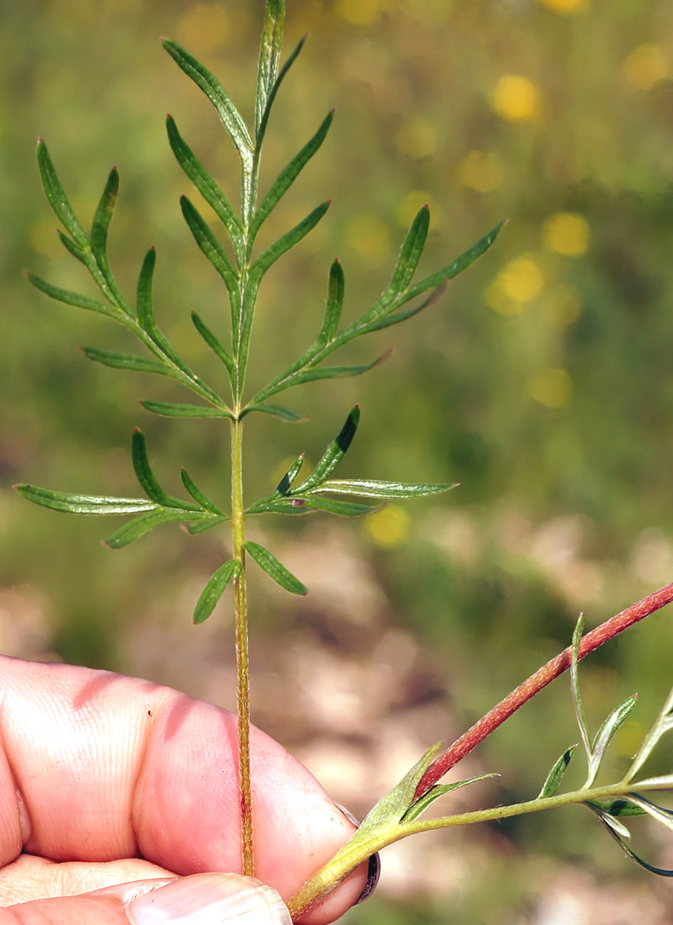 Image of Potentilla multifida specimen.