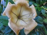 Solandra maxima. Цветок. Австралия, г. Брисбен, частная застройка, в культуре. 19.07.2015.