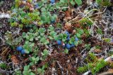 Vaccinium uliginosum subspecies microphyllum. Плодоносящее растение. Чукотка, побережье бухты Провидения, кустарничково-лишайниковая тундра. 02.08.2007.