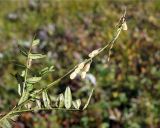 Hedysarum truncatum. Верхушка плодоносящего побега. Камчатский край, Усть-Камчатский р-н, между ст. вулканологов \"Подкова\" и вулканами Ключевской группы, горная тундра. 24.08.2016.