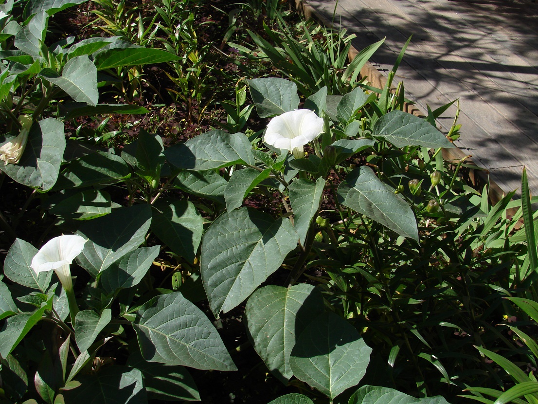 Image of Datura innoxia specimen.