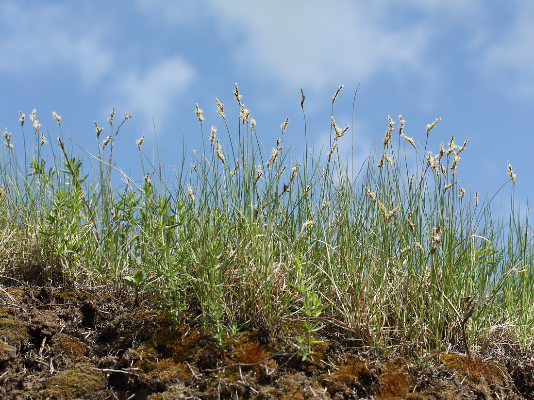 Изображение особи Carex praecox.