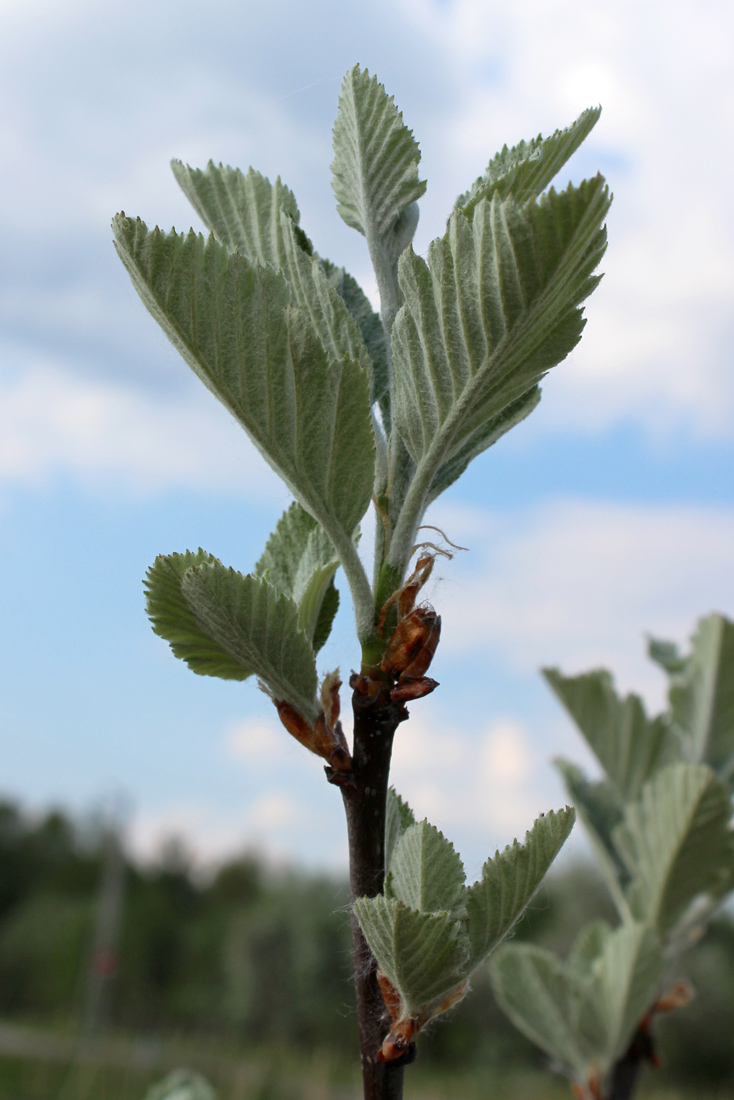 Изображение особи Sorbus intermedia.