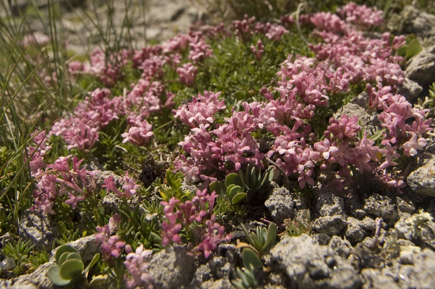 Изображение особи Asperula cristata.