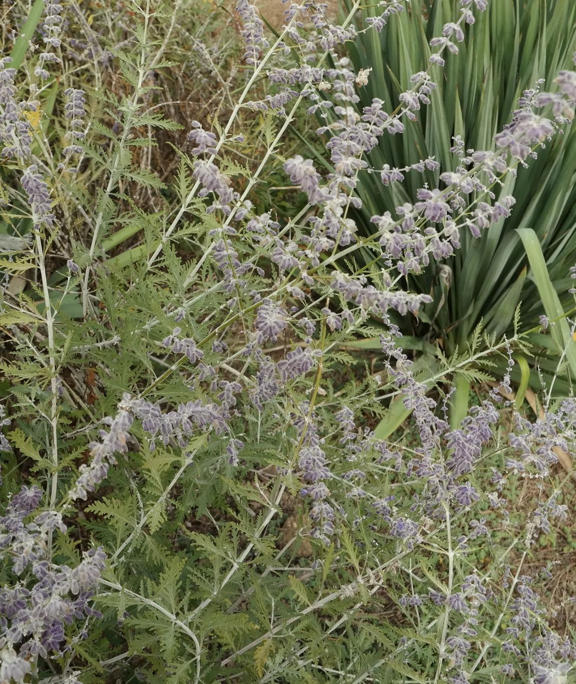 Image of Perovskia atriplicifolia specimen.