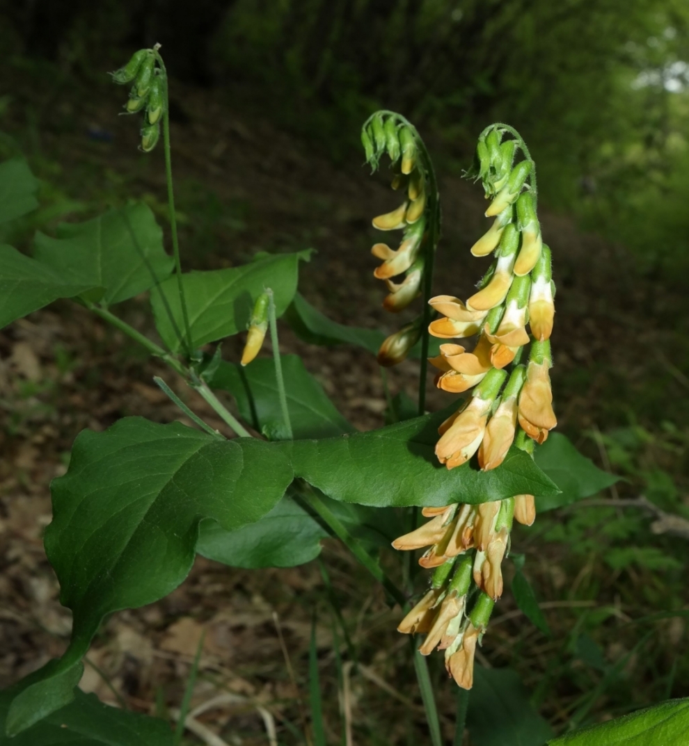 Image of Lathyrus aureus specimen.