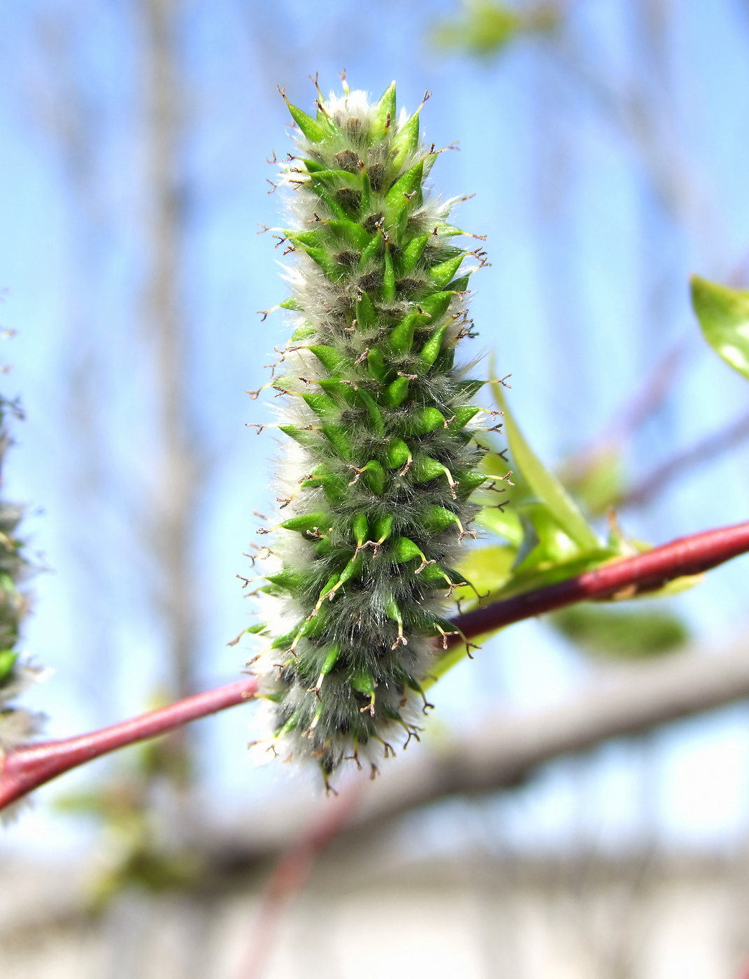 Image of Salix rorida specimen.