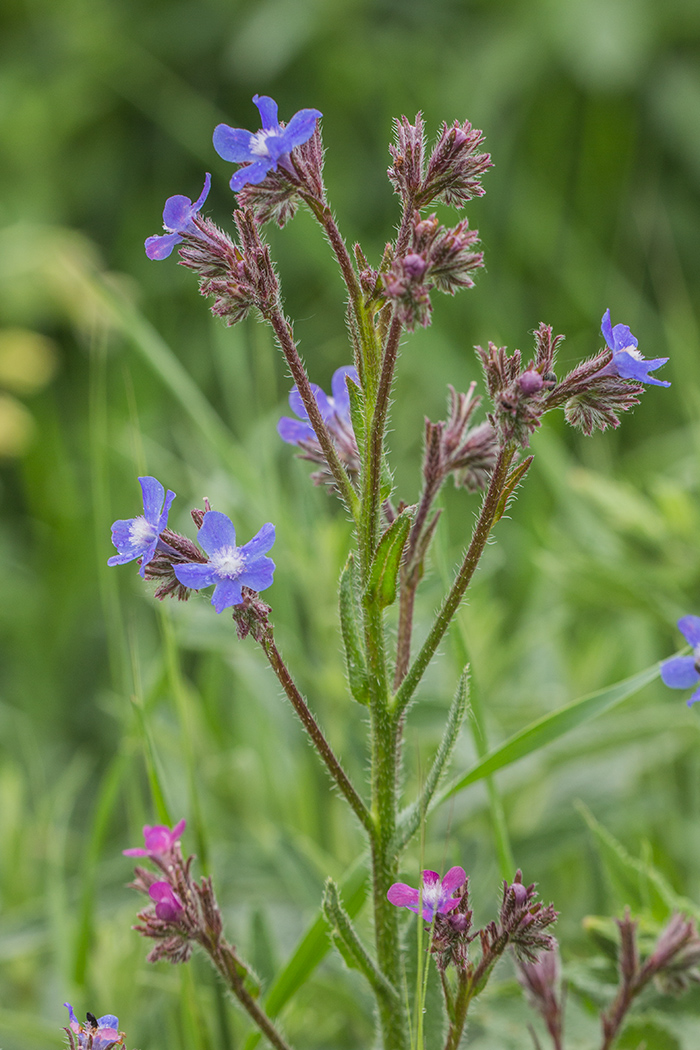 Image of Anchusa azurea specimen.