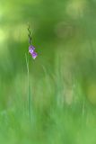 Gladiolus imbricatus