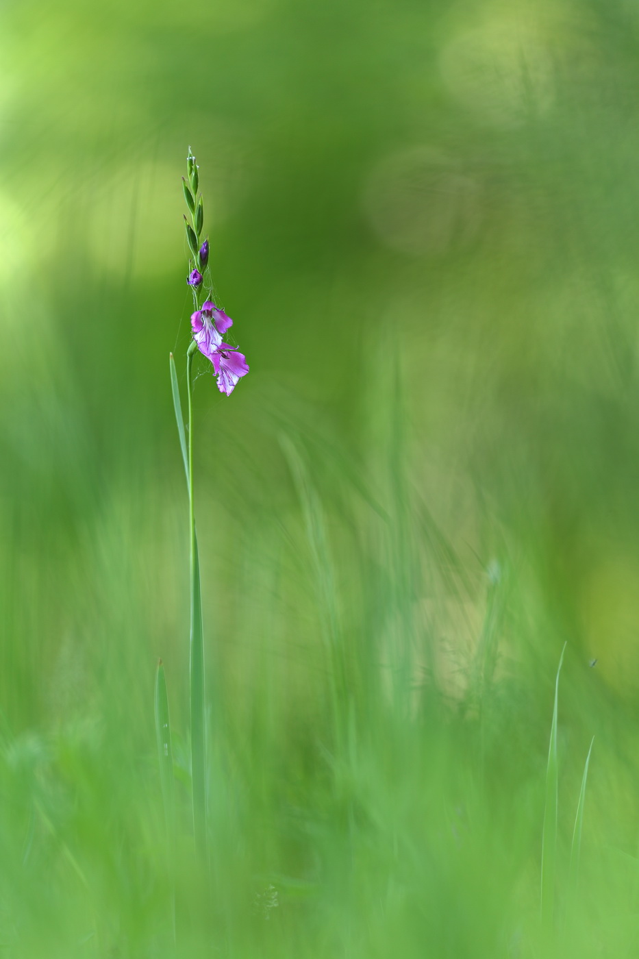 Image of Gladiolus imbricatus specimen.