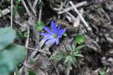 Anemone caucasica. Цветущее растение. Республика Адыгея, левый берег р. Курджипс чуть выше Каскадного водопада на левом притоке и в 500 м выше по течению относительно Овечей пещеры. 01.05.2018.