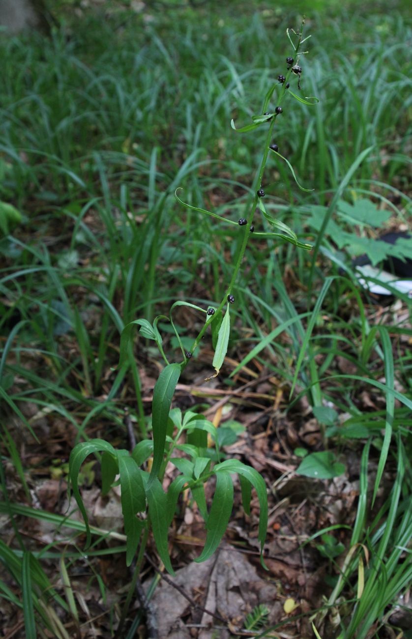 Image of Cardamine bulbifera specimen.