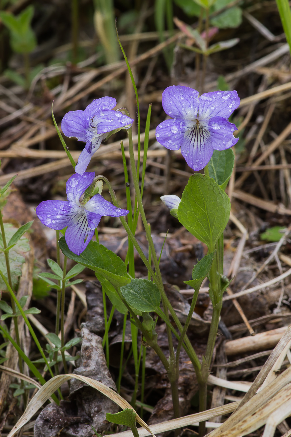 Image of Viola canina specimen.