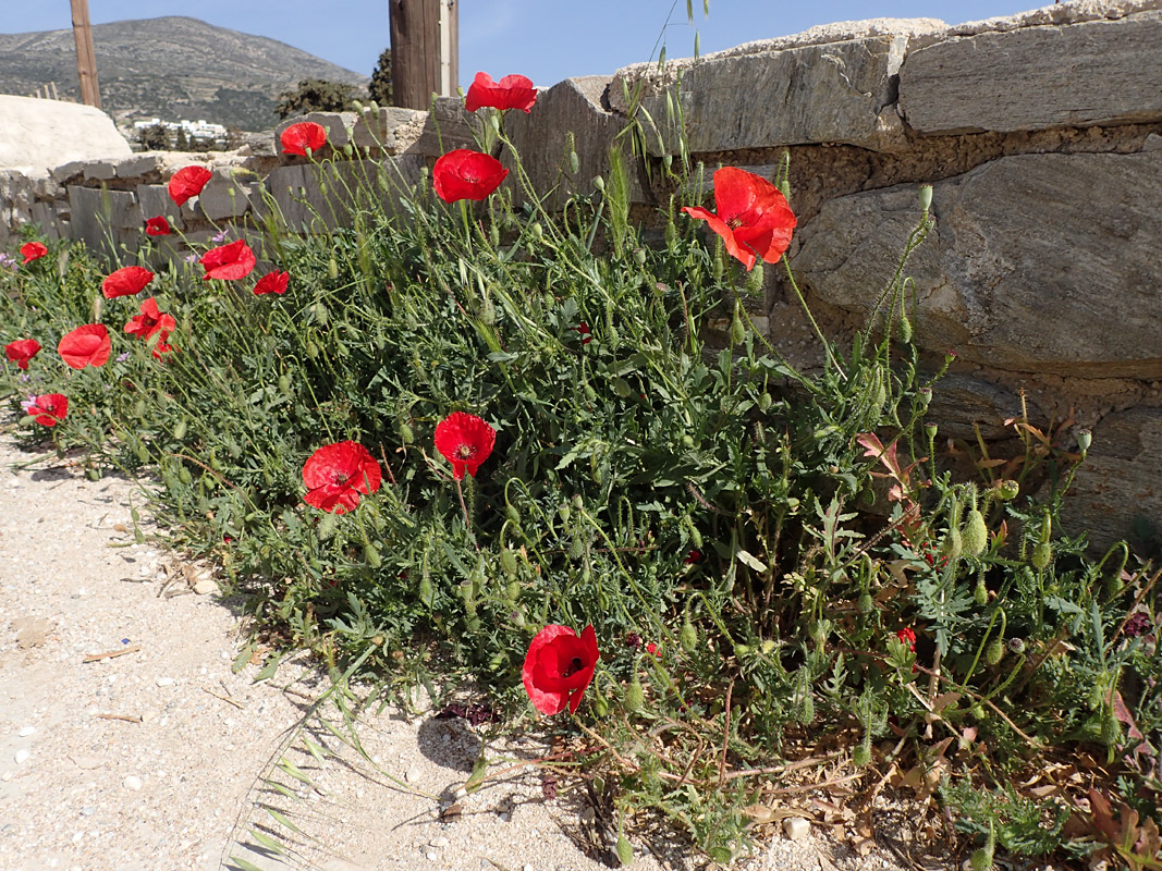 Изображение особи Papaver rhoeas.