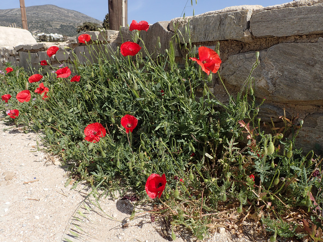 Image of Papaver rhoeas specimen.