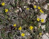 genus Helianthemum