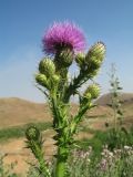 Cirsium glaberrimum. Верхушка цветущего растения. Южный Казахстан, Сырдарьинский Каратау, горы Улькунбурултау, ≈ 700 м н.у.м., у солоноватого родника Карабастау. 28 июня 2018 г.