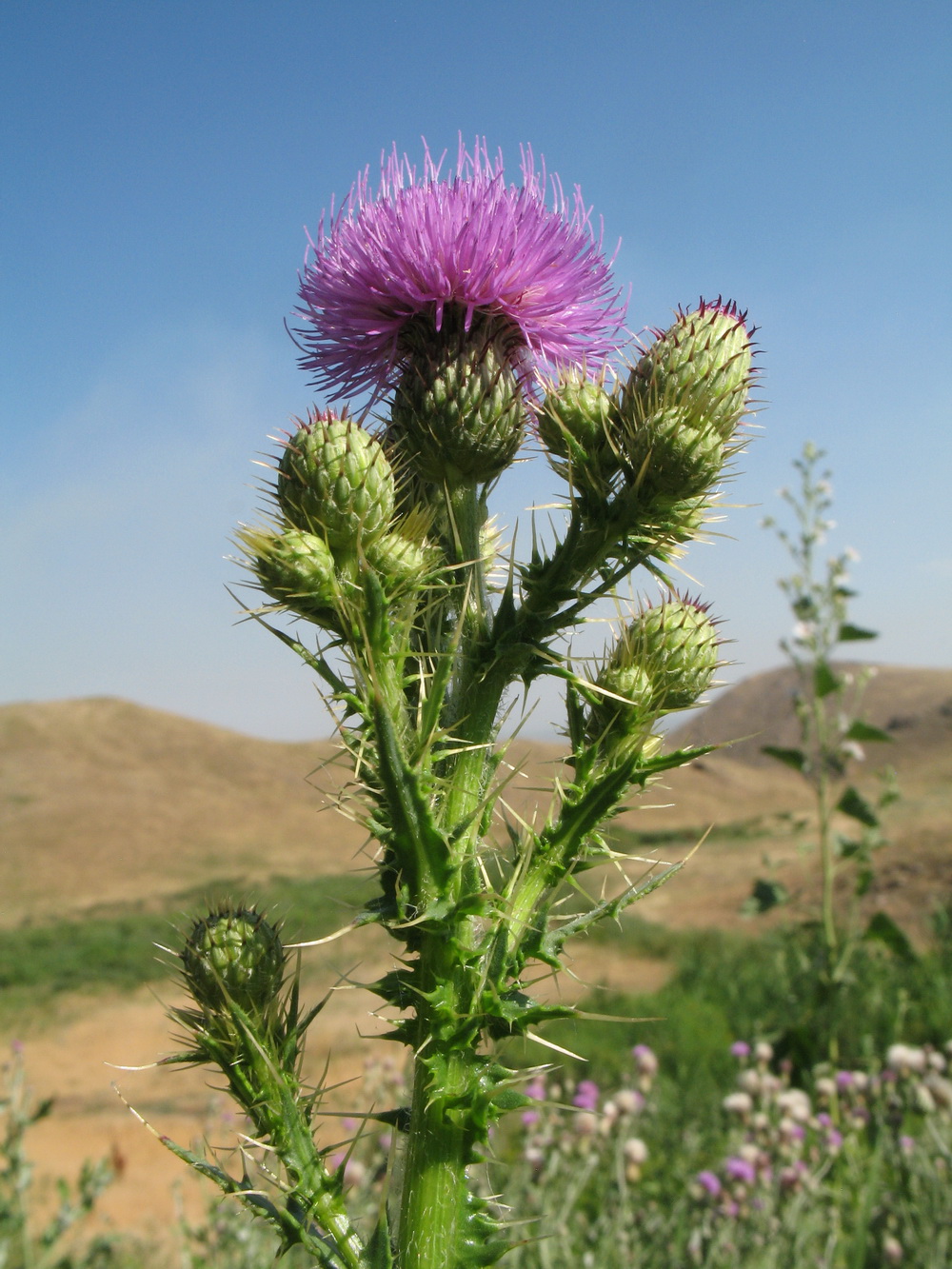 Изображение особи Cirsium glaberrimum.