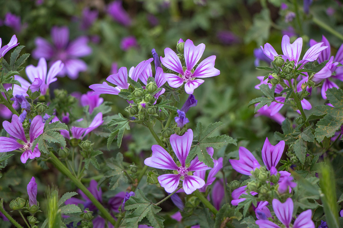 Image of Malva sylvestris specimen.