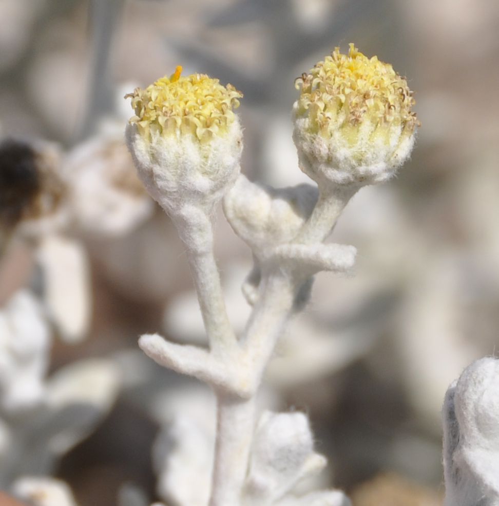Image of Otanthus maritimus specimen.
