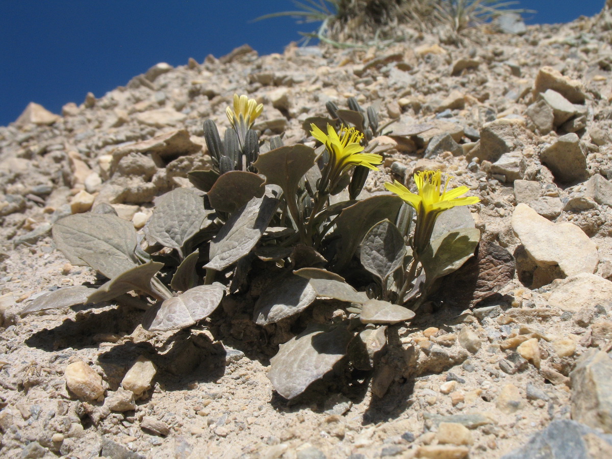 Image of Crepis sogdiana specimen.