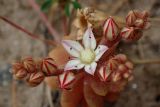 Sedum eriocarpum ssp. delicum