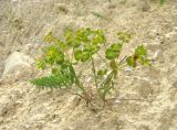 Euphorbia seguieriana