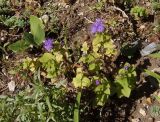 Ageratum houstonianum. Цветущее растение. Крым, Белогорский р-н, Топловский монастырь, клумба. 12.08.2018.