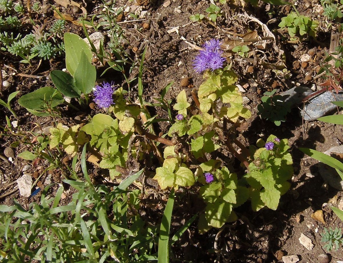 Изображение особи Ageratum houstonianum.