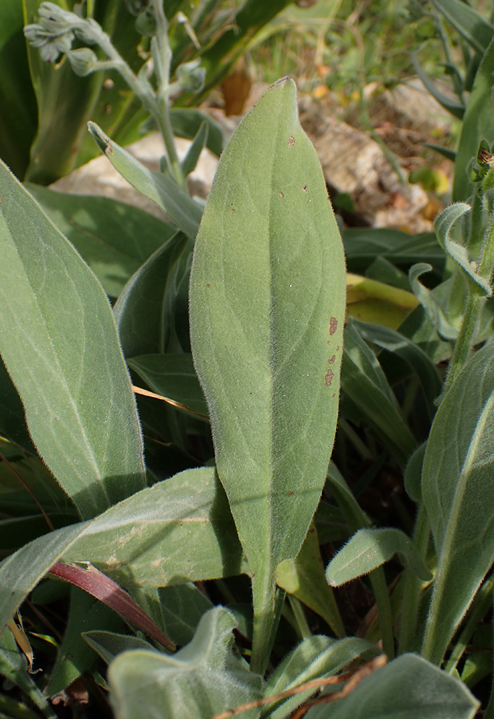 Изображение особи Cynoglossum columnae.