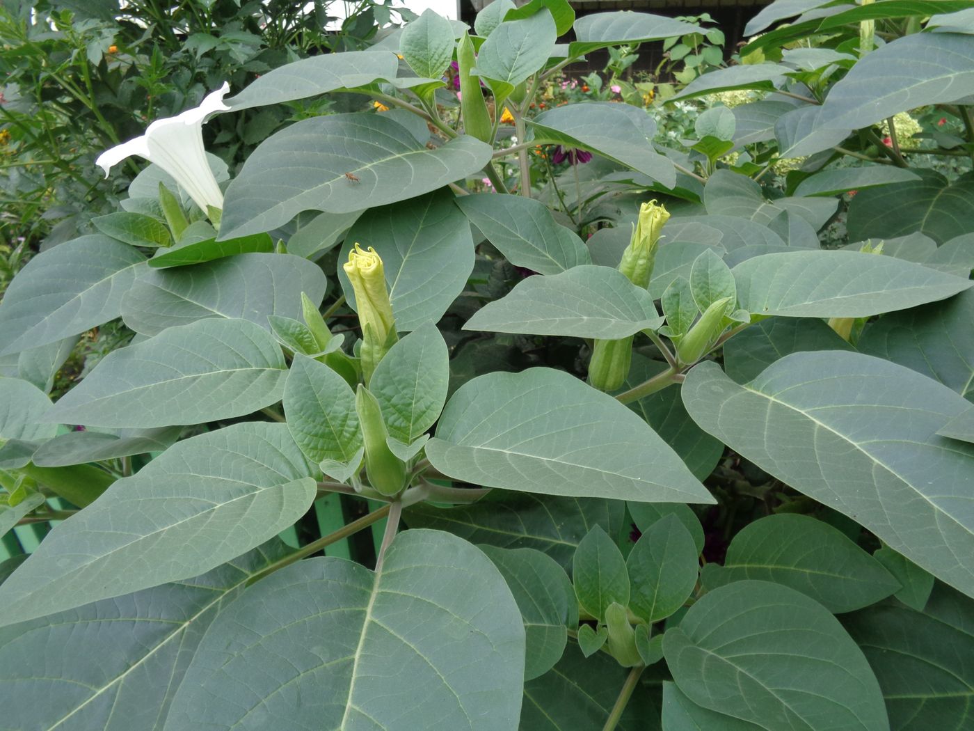 Image of Datura innoxia specimen.