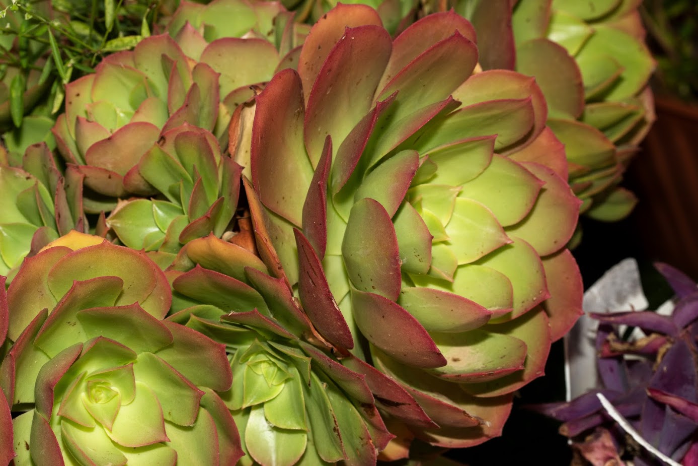 Изображение особи род Aeonium.