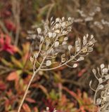 Odontarrhena obovata. Соплодие. Башкортостан, Кугарчинский р-н, окр. дер. Мурадымово, природный парк \"Мурадымовское ущелье\", долина р. Большой Ик, каменистый склон на скальном массиве вдоль реки. 3 сентября 2018 г.