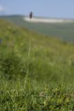 Phleum alpinum. Цветущее растение. Адыгея, Кавказский биосферный заповедник, Азишский перевал, ≈ 2150 м н.у.м., субальпийский луг. 28.07.2018.