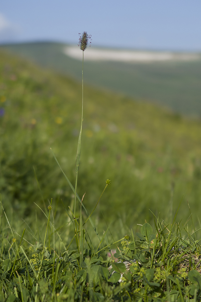 Изображение особи Phleum alpinum.